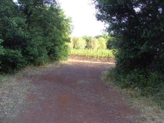 Chemin menant aux vignes